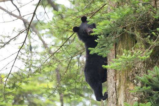 寒假2.22❗️【大王叫我来巡山】雅安大熊猫国家公园3天2夜独立营：权威基地背书；大熊猫栖息地小小巡护员；一线巡护员+自然导师；生物地理环保跨学科知识；冬季限定玩雪；解锁多项专业技能 商品图1