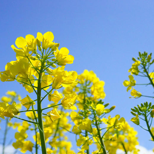 文山广南 高原八宝香.菜籽油 5L/桶 商品图4