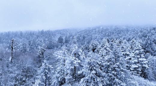 寒假2.22❗️【大王叫我来巡山】雅安大熊猫国家公园3天2夜独立营：权威基地背书；大熊猫栖息地小小巡护员；一线巡护员+自然导师；生物地理环保跨学科知识；冬季限定玩雪；解锁多项专业技能 商品图9