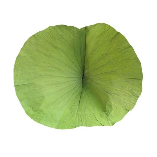 【MYXT】荷叶整张荷叶荷叶茶荷叶干荷叶荷叶 商品图0