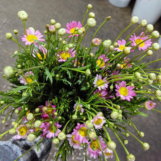 玛格丽特.粉色 商品图1