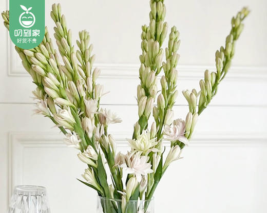 【预售-12月29日配送】夜来香花束/1扎（5枝） 商品图4