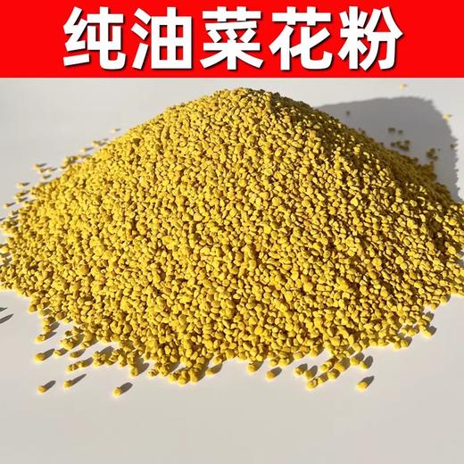 2025年新鲜采摘！青海高原油菜花粉食用蜂花粉 商品图2
