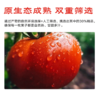 【QT】新鲜西红柿香甜爆汁 商品缩略图2