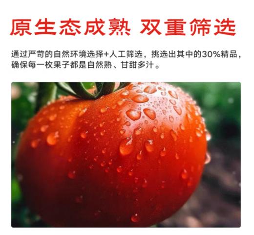 【QT】新鲜西红柿香甜爆汁 商品图2