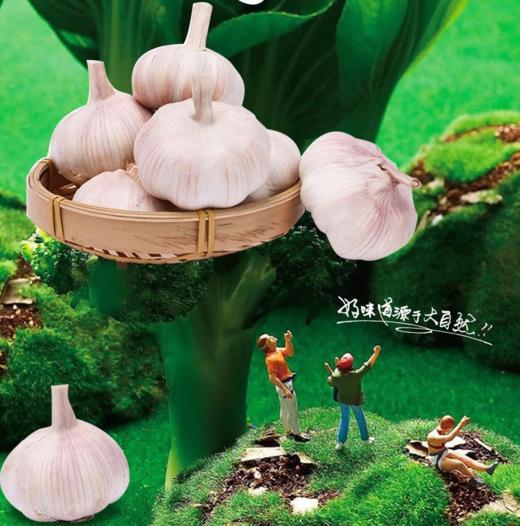 【QT】白皮干蒜头 商品图1