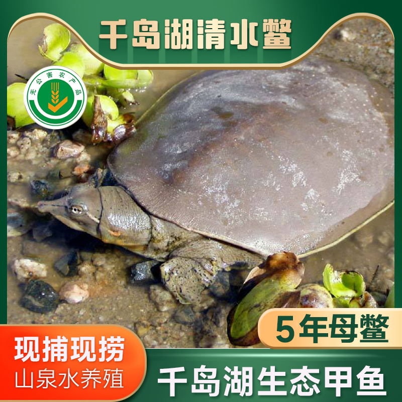 S 喝“农夫山泉”长大的千岛湖甲鱼连续20年有机认证 现杀冰鲜顺丰发货！（附带检测报告） 现杀冰鲜顺丰发货！