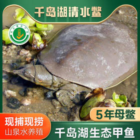S 喝“农夫山泉”长大的千岛湖甲鱼连续20年有机认证 现杀冰鲜顺丰发货！（附带检测报告） 现杀冰鲜顺丰发货！
