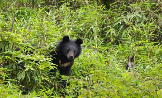 寒假2.22❗️【大王叫我来巡山】雅安大熊猫国家公园3天2夜独立营：权威基地背书；大熊猫栖息地小小巡护员；一线巡护员+自然导师；生物地理环保跨学科知识；冬季限定玩雪；解锁多项专业技能 商品图13