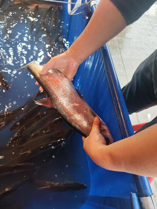 现杀鲜活刁子鱼/青鱼/桂鱼/草鱼等  包宰杀！标注为活鱼称重重量，宰杀去内脏后会掉秤！发货前可录视频~ 商品图2