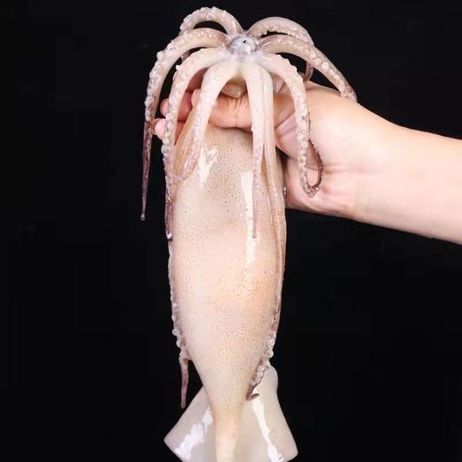 深海野生原浆大鱿鱼🦑【顺丰发货】 商品图1