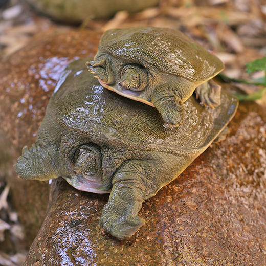 S 喝“农夫山泉”长大的千岛湖甲鱼连续20年有机认证 现杀冰鲜顺丰发货！（附带检测报告） 现杀冰鲜顺丰发货！ 商品图6