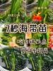 xm【卖爆啦！新割特级嫩苗！便宜~~】超嫩海带苗，口感脆爽，超低热量，可以烫煮拌~ 商品缩略图0