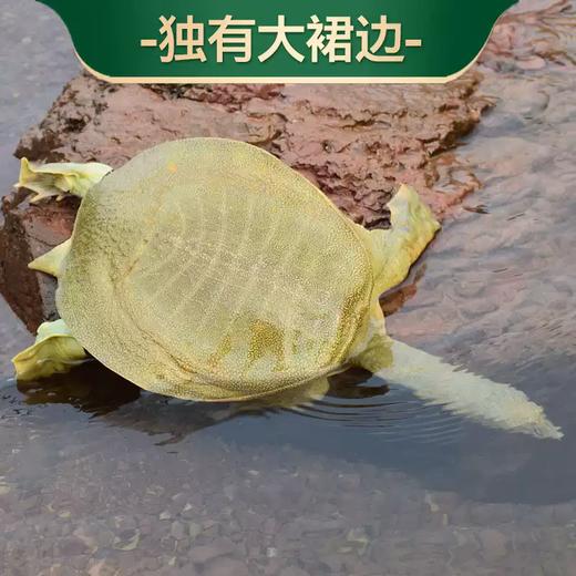 S 喝“农夫山泉”长大的千岛湖甲鱼连续20年有机认证 现杀冰鲜顺丰发货！（附带检测报告） 现杀冰鲜顺丰发货！ 商品图1