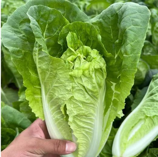 【QT】19天速生快菜四季奶油小白菜 商品图0