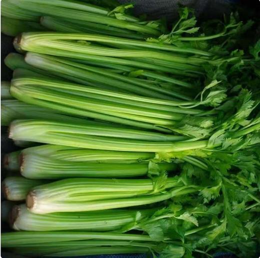 【QT】（产地直发）新鲜芹菜 商品图0