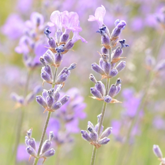 精油赠品礼物说明〖写了不送的，没有送〗