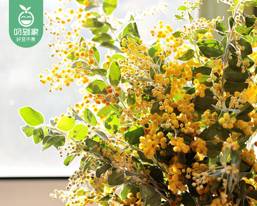 【预售-12月29日配送】金合欢花束/1扎（3-5枝） 商品图3