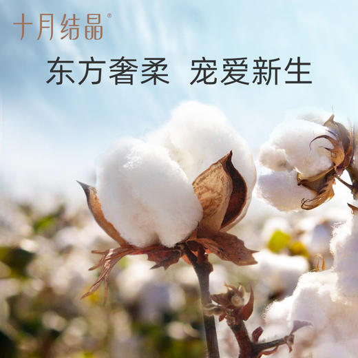 【任选两件，买一送一】婴儿半背衣春秋四季装新生儿A类棉制无骨上衣 商品图1