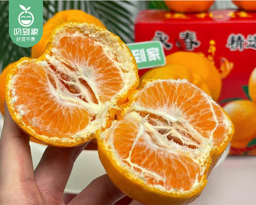 老林家高山树熟永春芦柑（中果）/1箱（13-15个，共2.25kg±100g） 商品图4