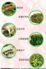 【QT】新鲜头茬嫩韭菜 商品缩略图2
