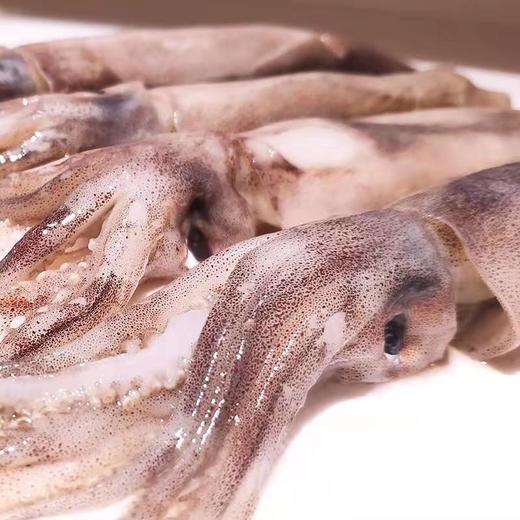深海野生原浆大鱿鱼🦑【顺丰发货】 商品图5