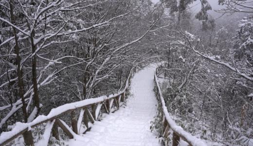 寒假2.22❗️【大王叫我来巡山】雅安大熊猫国家公园3天2夜独立营：权威基地背书；大熊猫栖息地小小巡护员；一线巡护员+自然导师；生物地理环保跨学科知识；冬季限定玩雪；解锁多项专业技能 商品图7