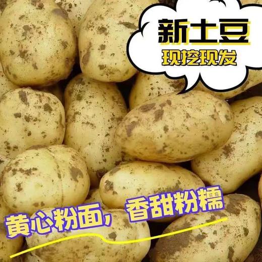 【QT】新鲜土豆 表面略微带土擦皮 商品图0