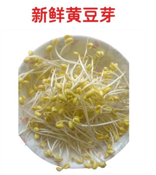 【QT】新鲜清水泡发黄豆芽 商品图2