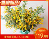 【预售-12月29日配送】金合欢花束/1扎（3-5枝） 商品缩略图0
