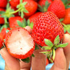 尝鲜福利『攀枝花露天冬草莓』随珠草莓+粉玉草莓+香玉草莓，甜美细嫩，香软怡人，鲜灵莹润 商品缩略图4