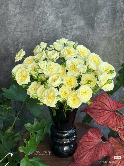 多玫 | 月色甜蜜 商品图0