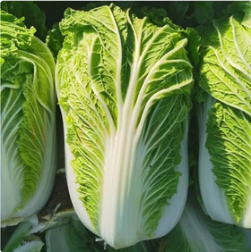 【QT】湖北新鲜大白菜
