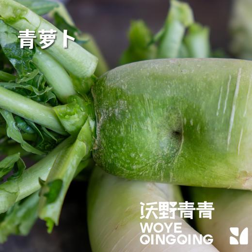 青青自种青萝卜和白萝卜，4.5斤包邮 商品图5