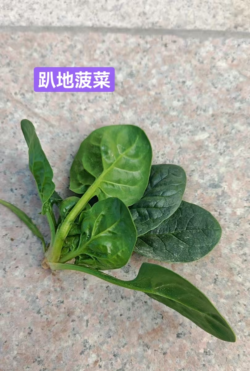 趴地菠菜4.5元/斤 ，明天到