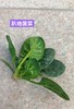 趴地菠菜4.5元/斤 ，明天到 商品缩略图0