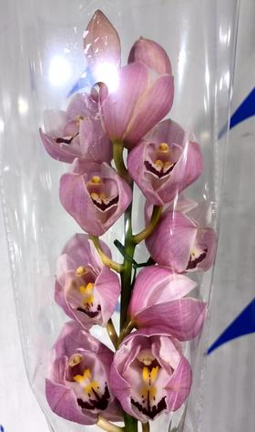 大花蕙兰 | 钟意