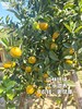 【觅趣小铺·匠心极-金桔】冰糖脆皮橘！皮薄肉嫩多汁带糖心，纯甜不酸涩～ 商品缩略图5
