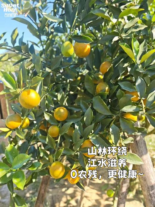 【觅趣小铺·匠心极-金桔】冰糖脆皮橘！皮薄肉嫩多汁带糖心，纯甜不酸涩～ 商品图5