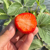 严选 | 大凉山露天草莓 大果草莓 商品缩略图2