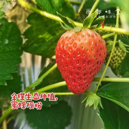 生态草莓（基地直发—顺丰空运）| 2斤装，来自河南汝州，生产者：曹云鹏【合作生产，公平贸易】 商品图1