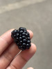 仅限杭州主城区发货！黑莓 富含花青素 抗氧化能力极强！果粒紫黑亮泽，重叠交织成饱满肉嘟的果实 蕴含着巨大的能量 女孩子要多吃～ 商品缩略图1