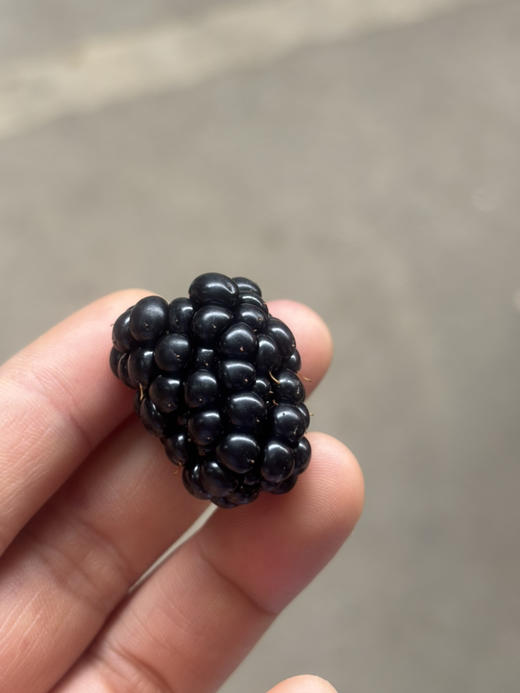 仅限杭州主城区发货！黑莓 富含花青素 抗氧化能力极强！果粒紫黑亮泽，重叠交织成饱满肉嘟的果实 蕴含着巨大的能量 女孩子要多吃～ 商品图1