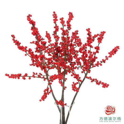 新桉冬青-50m  5枝一扎 商品图0