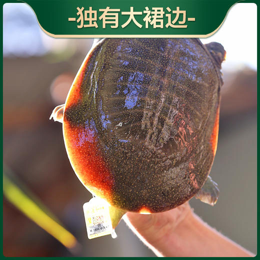 S 喝“农夫山泉”长大的千岛湖甲鱼连续20年有机认证 现杀冰鲜顺丰发货！（附带检测报告） 现杀冰鲜顺丰发货！ 商品图7