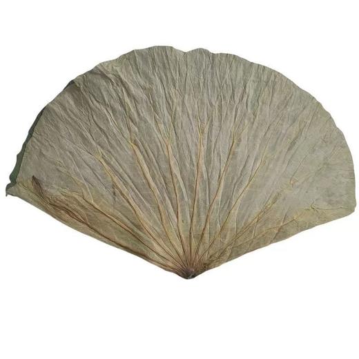 【SF】干荷叶   当季新叶 荷叶饭糯米鸡荷叶鸡 商品图3