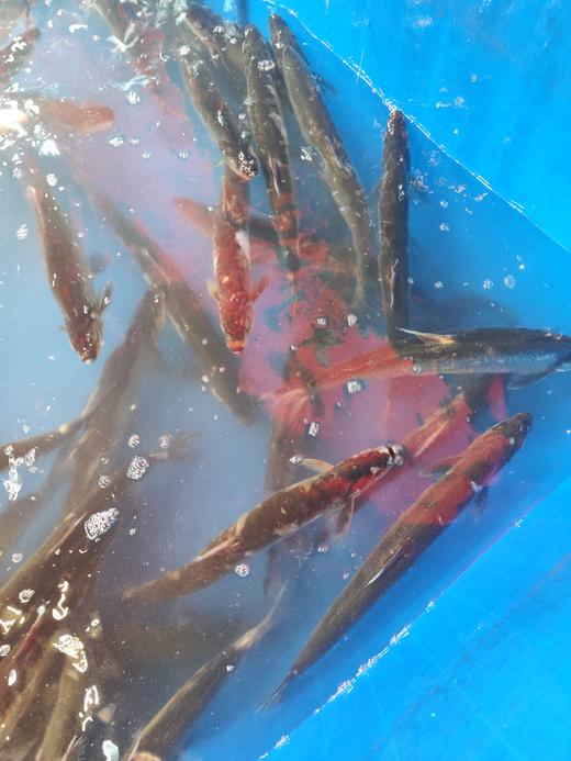 现杀鲜活刁子鱼/青鱼/桂鱼/草鱼等  包宰杀！标注为活鱼称重重量，宰杀去内脏后会掉秤！发货前可录视频~ 商品图3