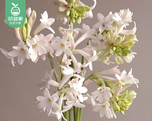 【预售-12月29日配送】夜来香花束/1扎（5枝） 商品图2