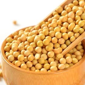【SF】黄豆 优质高蛋白黄豆  粒饱满均匀、色泽自然有光泽
