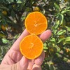 台州涌泉小蜜橘！纯甜爆汁蜜桔入口化渣，香甜爽口 错过再等一年！正宗台州涌泉蜜桔，皮薄无核，肉嫩多汁，一口爆汁 商品缩略图2